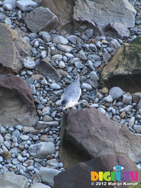 SX24781 Seal pup among rocks